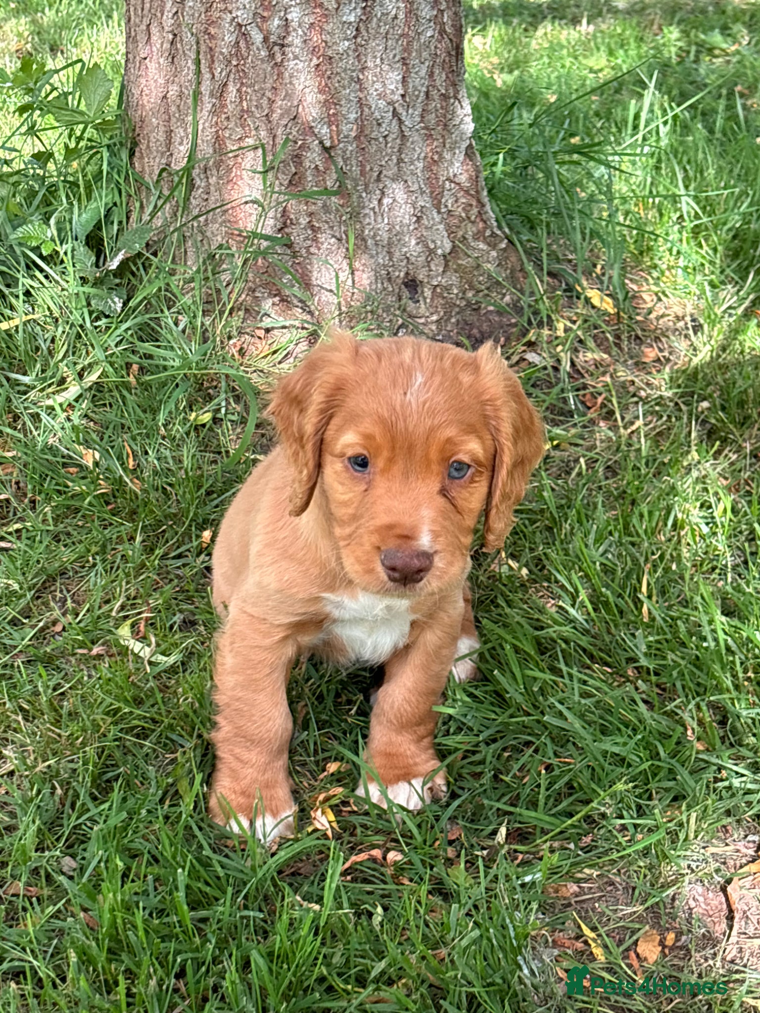 Sprocker dogs for sale: Male sprocker puppies - Advert 12