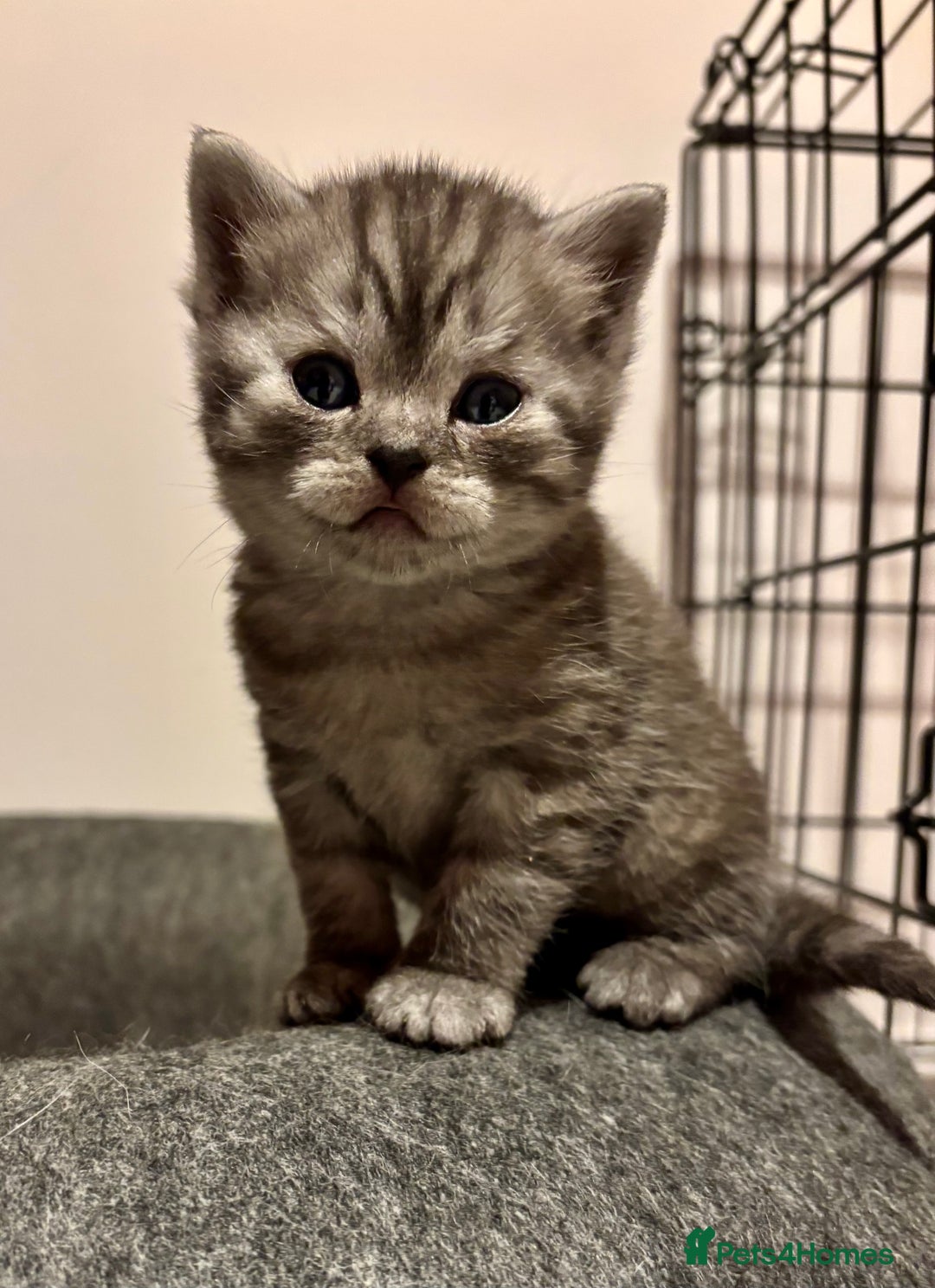 Mixed Breed cats for sale: Adorable kittens for sale - Advert 6