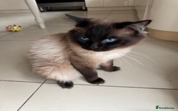 Ragdoll cats for sale: Ragdoll kittens  - Image 5