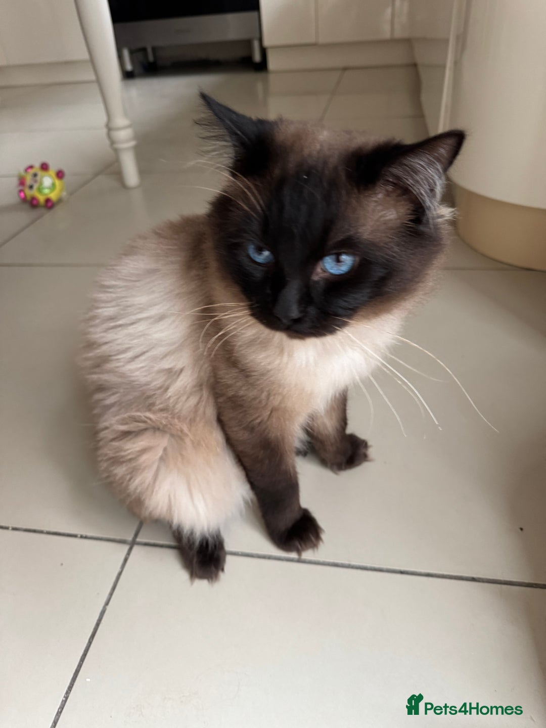 Ragdoll cats for sale: Ragdoll kittens  - Image 5
