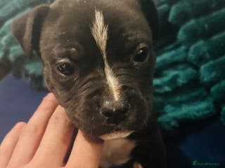 Mixed Breed dogs Staffordshire bullterrier Male puppy for sale - Advert 22