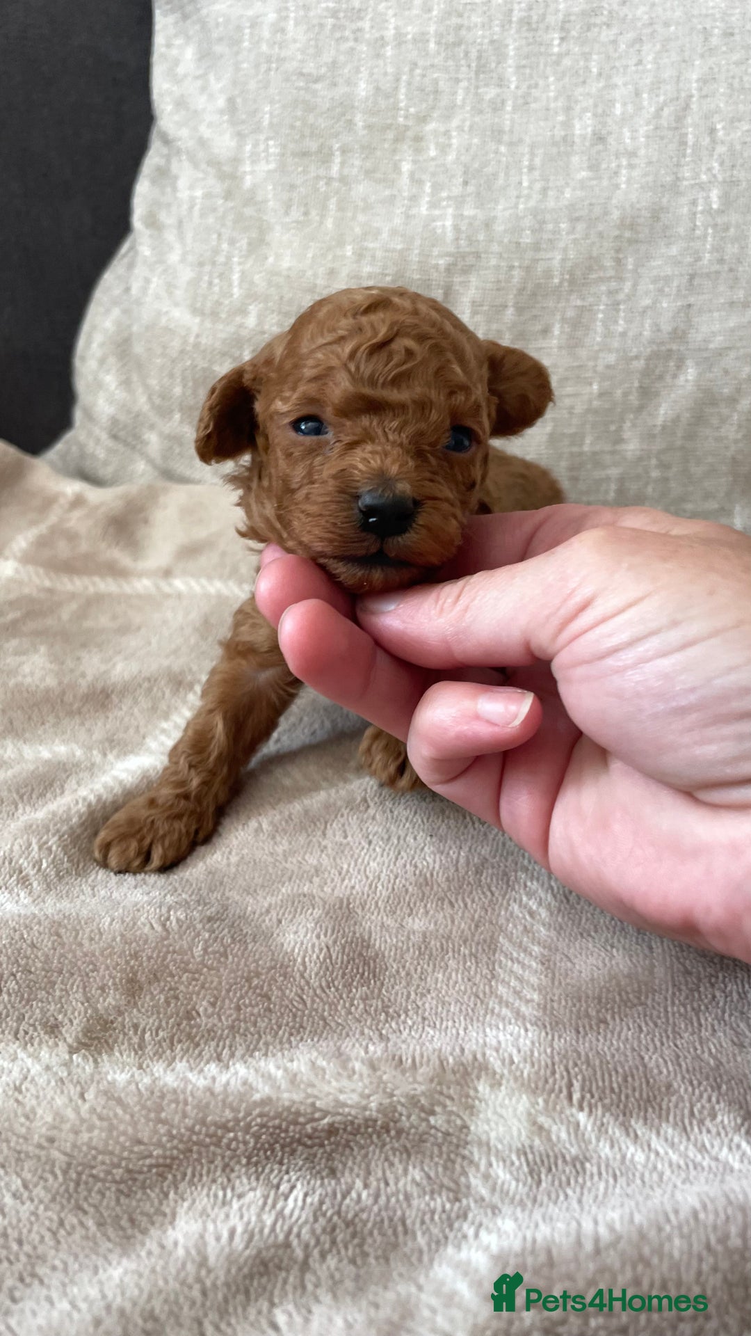 Cockapoo dogs for sale: Tiny cockapoo puppy’s  - Image 10