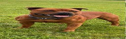 Staffordshire Bull Terrier dogs for sale: Staffordshire bull terier red puppies  - Advert 3