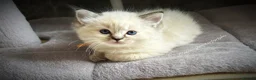 Ragdoll cats for sale: Seal Tabby colourpoint  - Advert 11