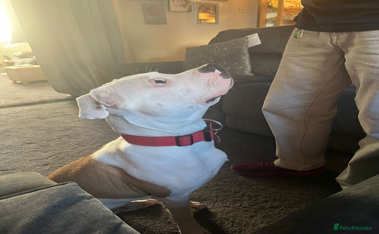 American Bull Staffy dogs - Advert 1