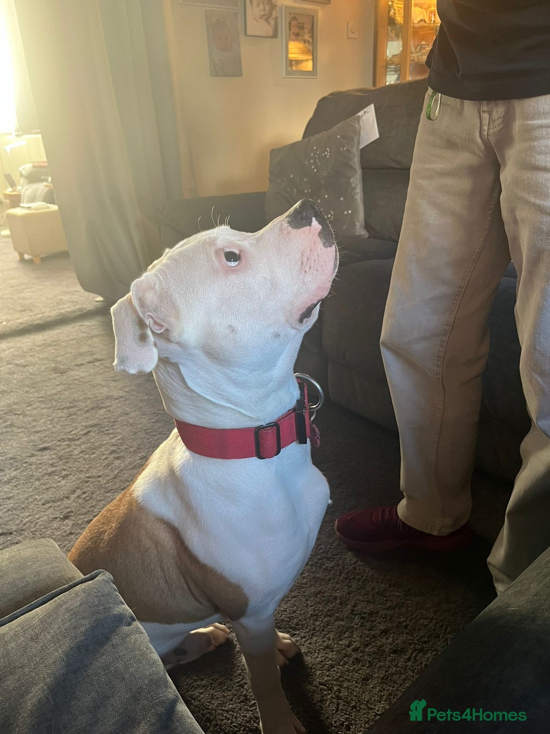 American Bull Staffy dogs for sale: Eight month old American Bull Staffy - Image 1