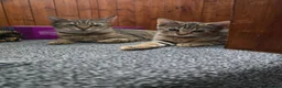 Domestic Shorthair cats for sale: 5 beautiful tabby kittens for Sale!!! - Advert 2