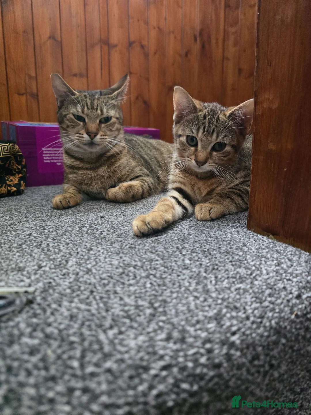 Domestic Shorthair cats for sale: 5 beautiful tabby kittens for Sale!!! - Advert 2