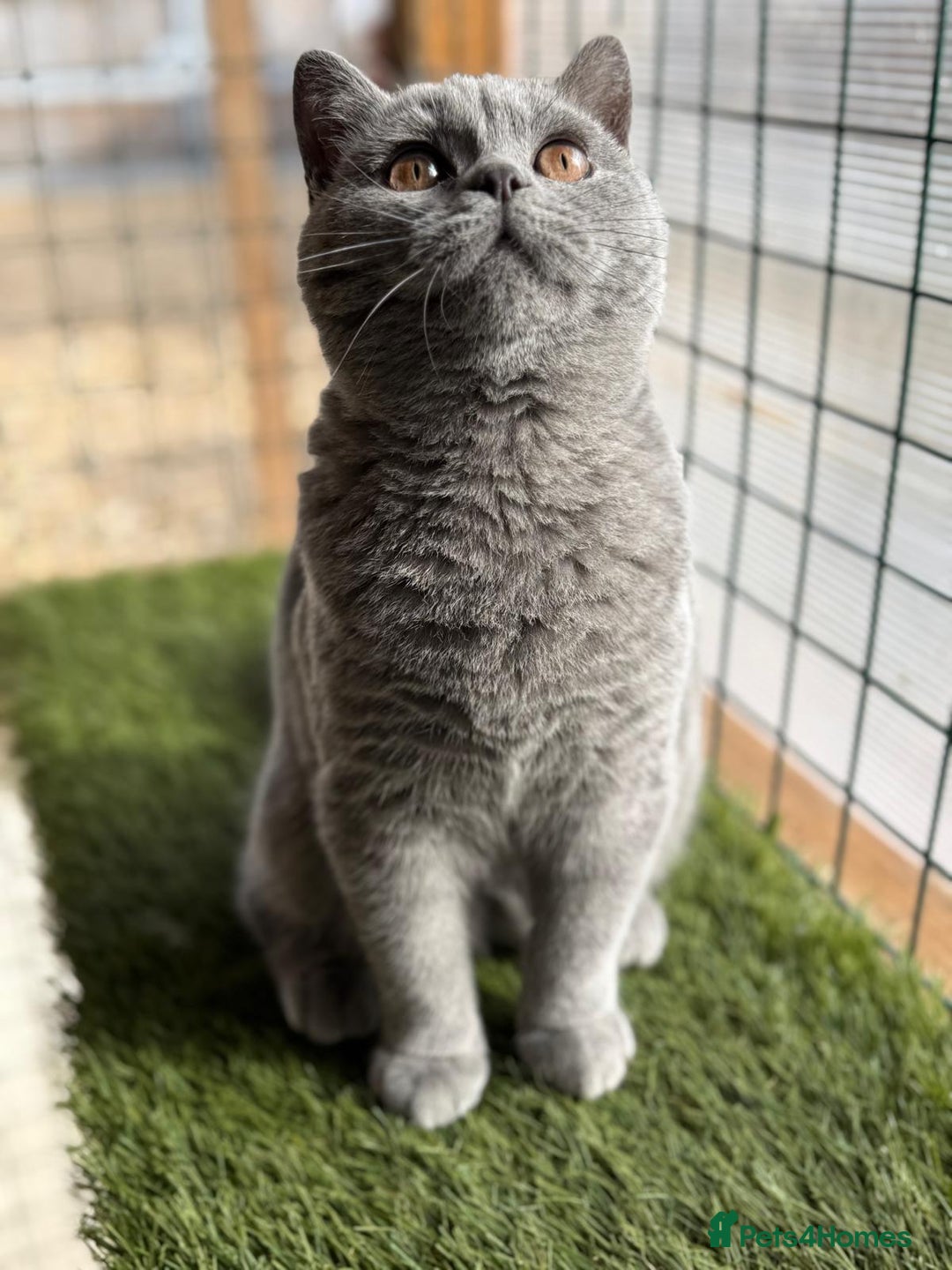 British Shorthair cats for sale: British Shorthair Blue Boy | Registered  - Image 2