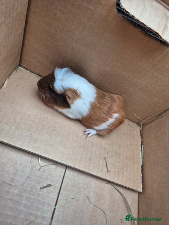 Guinea Pig rodents - Advert 16