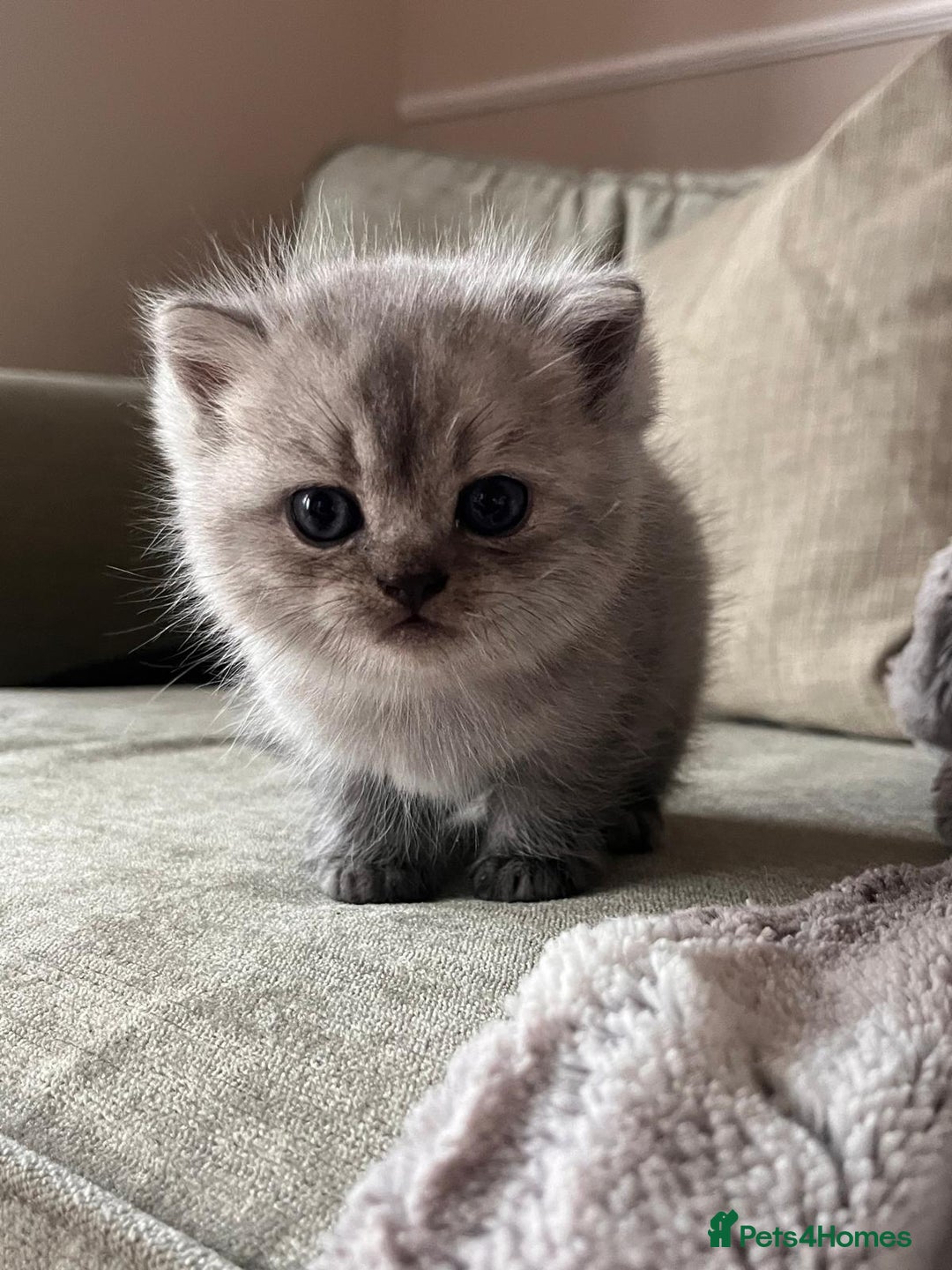 Scottish Fold cats for sale: Scottish fold/straight boy kitten - Advert 3
