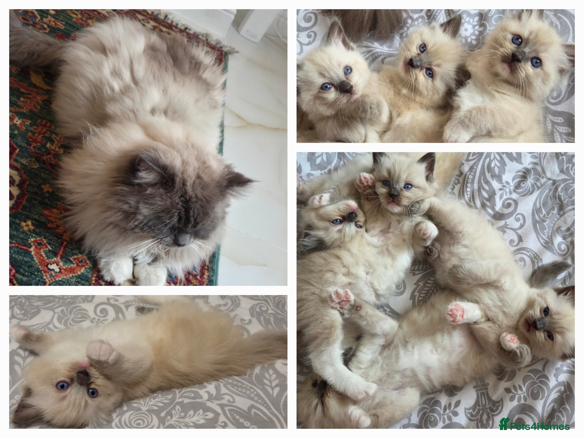 Ragdoll cats Fluffy Blue-Eyed Ragdoll Kittens - Advert 5