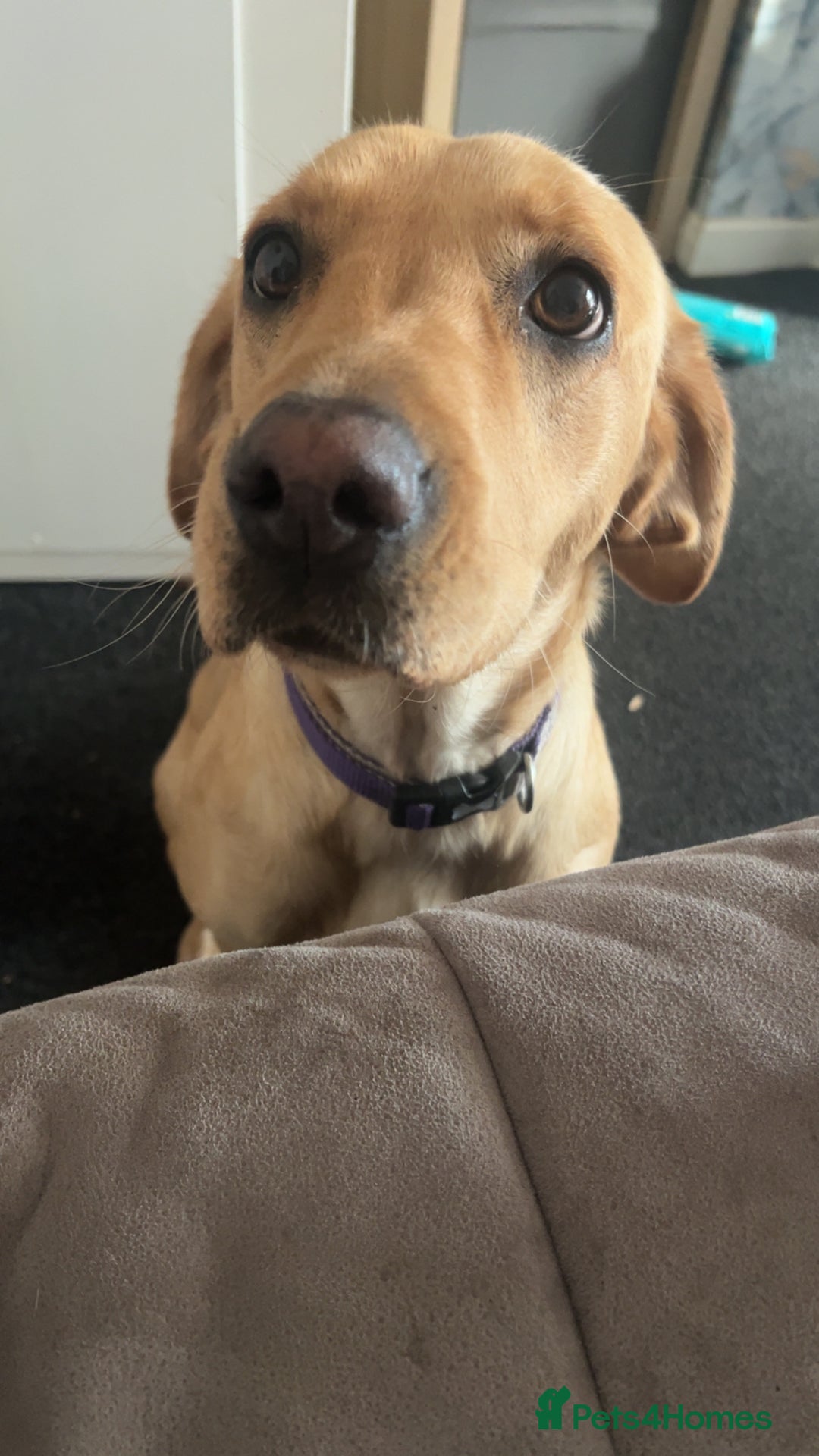 Labrador Retriever dogs for sale: Golden Labrador  - Image 3