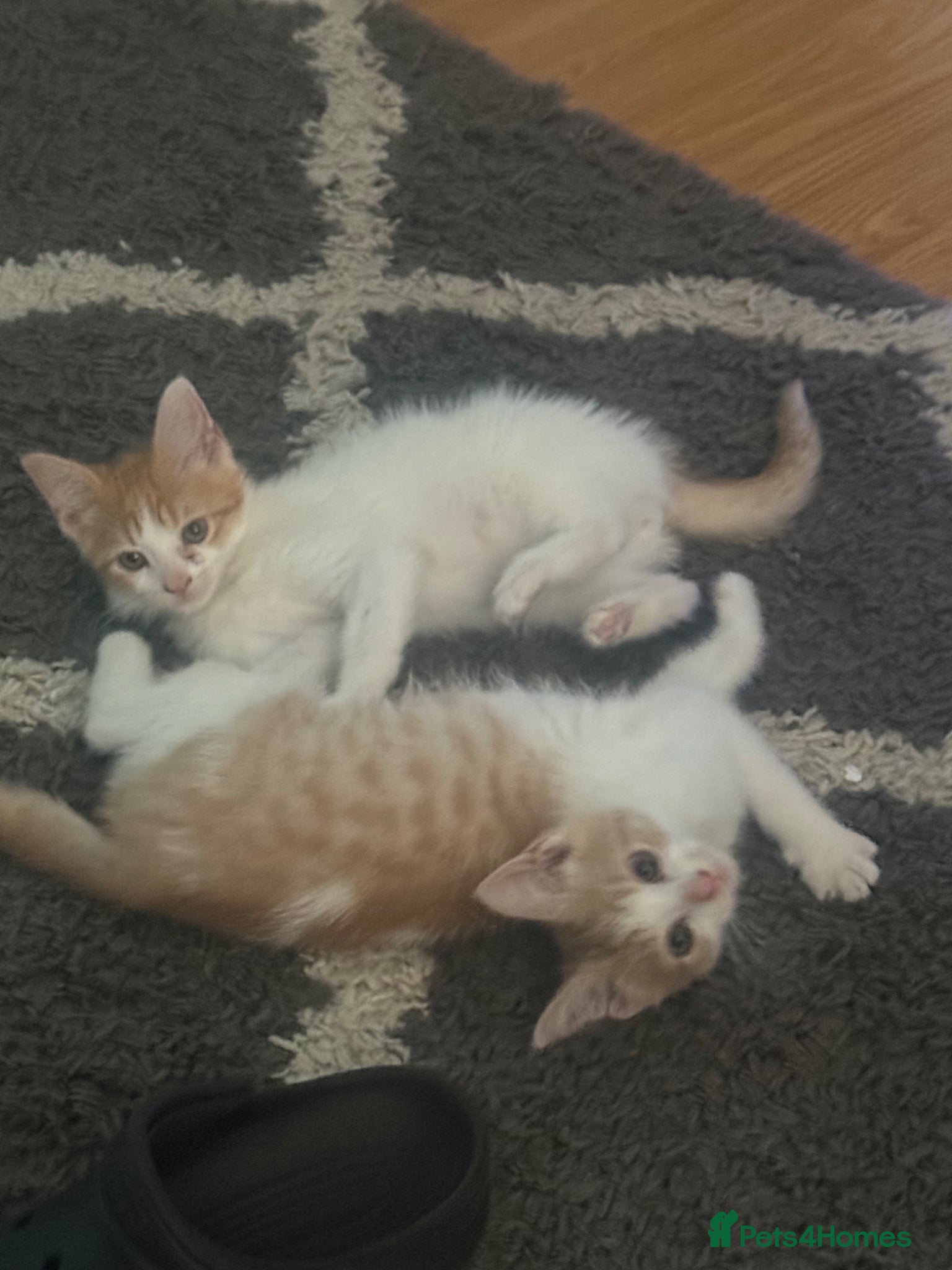 Mixed Breed cats for sale: Ragdoll x shorthair babies ready now! - Advert 14