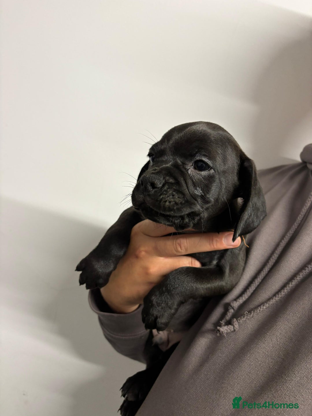 Mixed Breed dogs for sale: Cockapoo-look Puppies  - Image 7