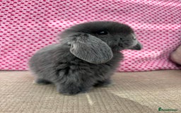 Mini Lop rabbits for sale: Beautiful mini lop kits  - Image 10
