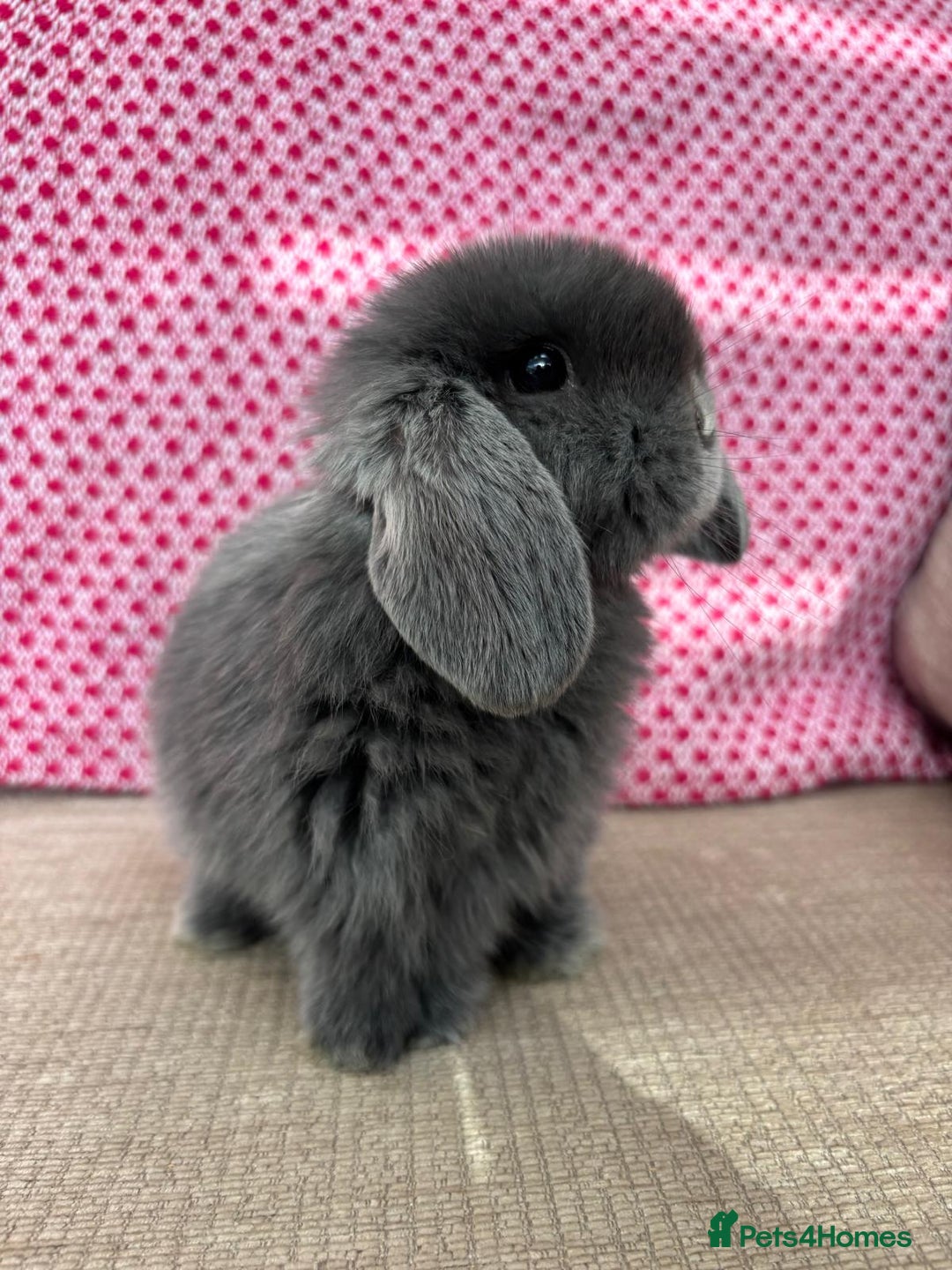 Mini Lop rabbits for sale: Beautiful mini lop kits  - Image 10