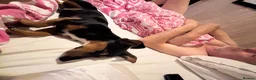 Jackshund dogs for sale: Jackshund for sale in Beckenham - Advert 11