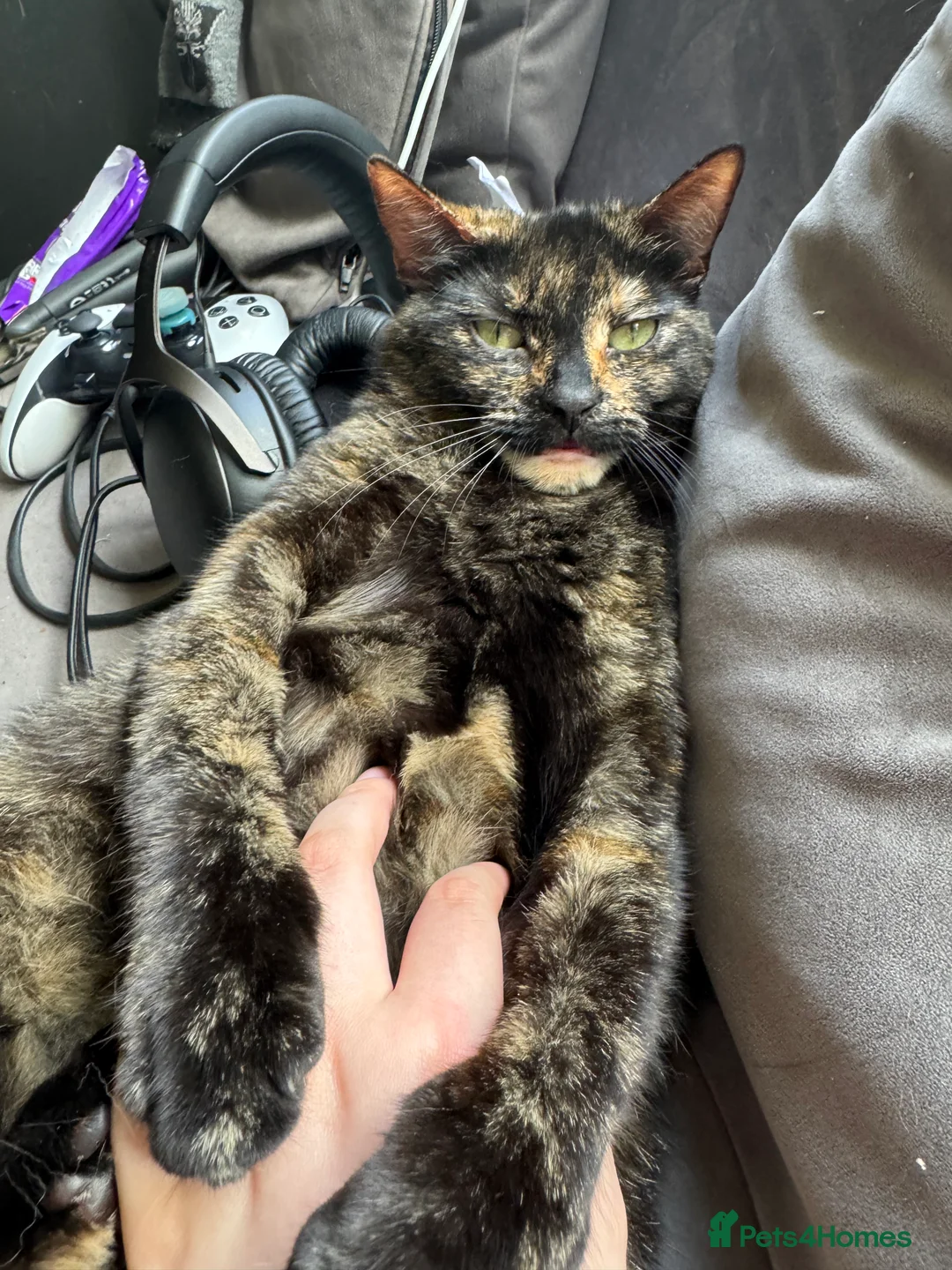 Domestic Shorthair cats for sale: FREE Female Tortie Needs Rehoming in Birmingham - Advert 5