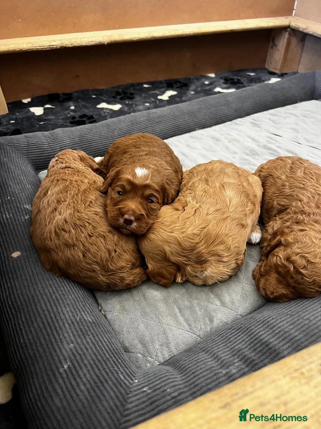 Cockapoo dogs for stud: Proven Red & white F1 cockapoo stud dog. in Barnsley - Advert 17