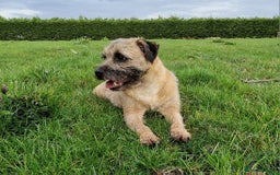 Border Terrier dogs for sale: 4 year old Male pedigree Border  - Image 3