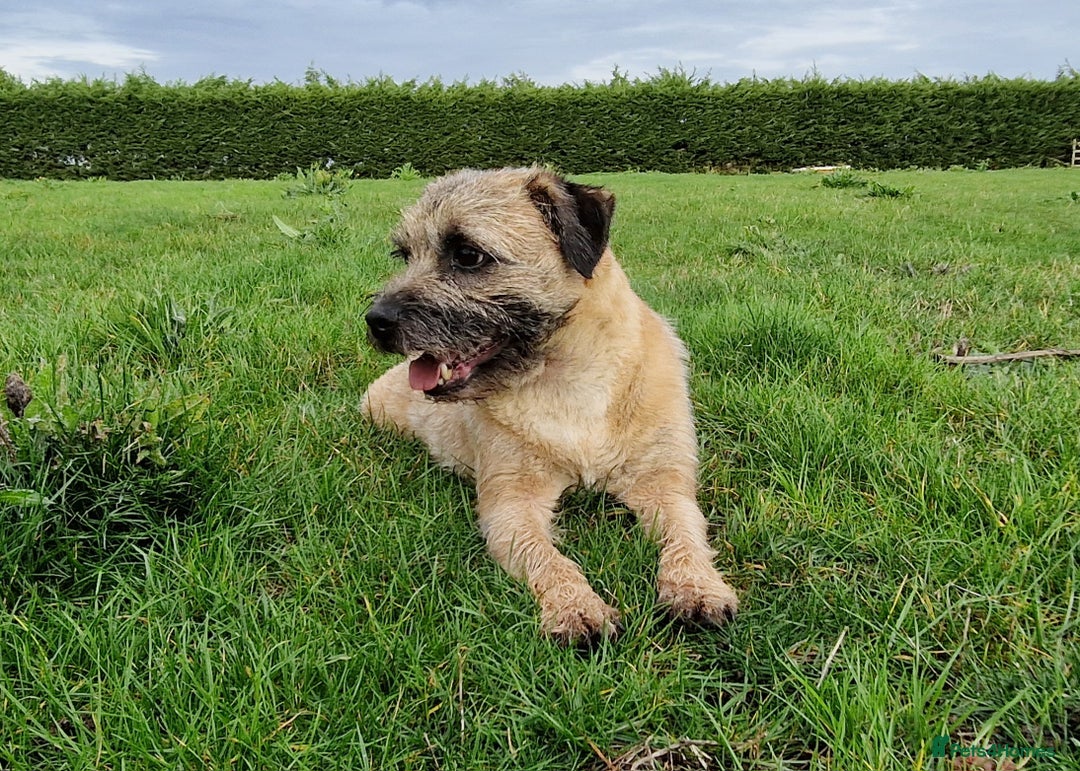 Border Terrier dogs for sale: 4 year old Male pedigree Border  - Image 3