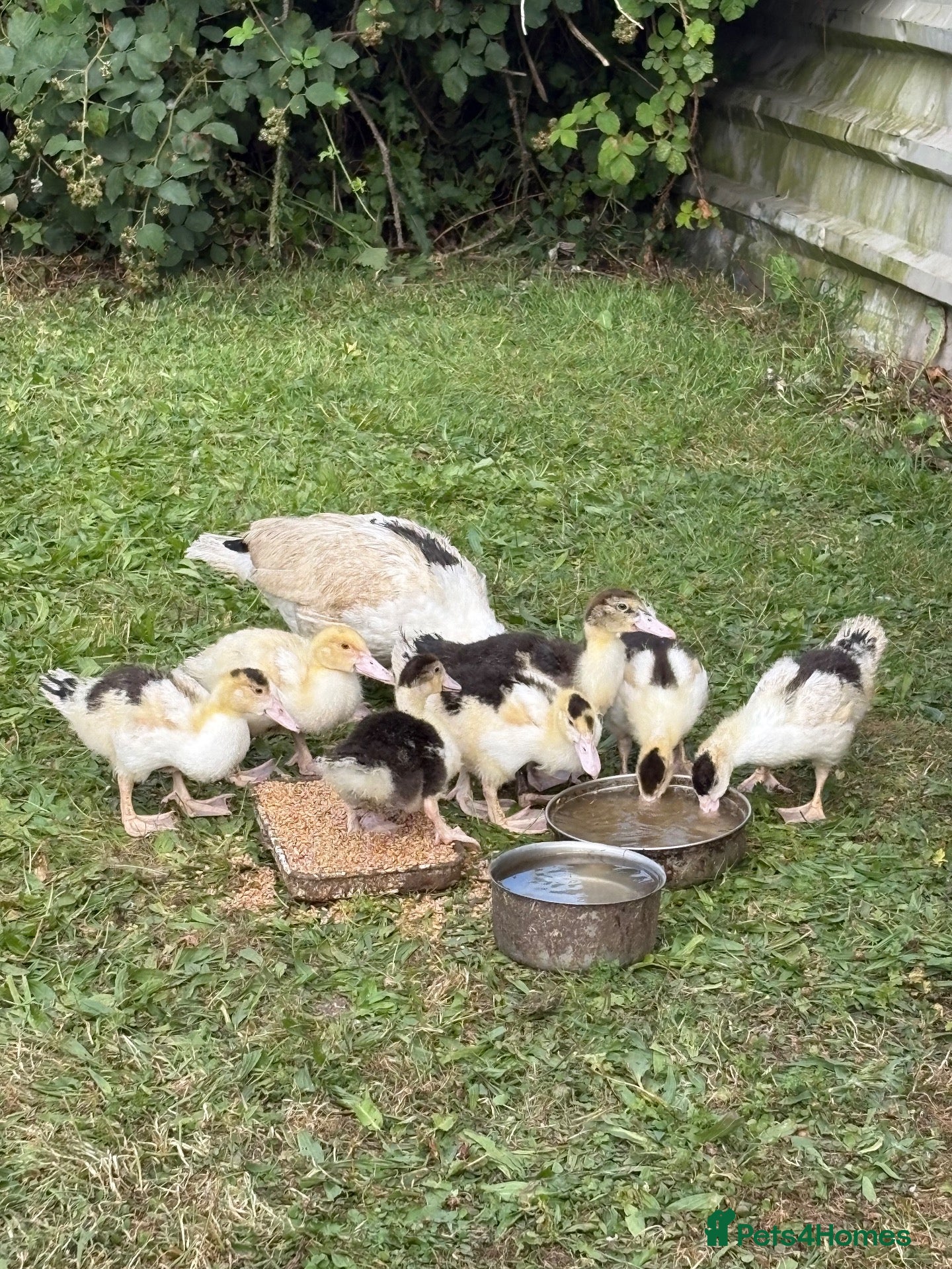 Ducks poultry Ducks and geese  - Advert 14
