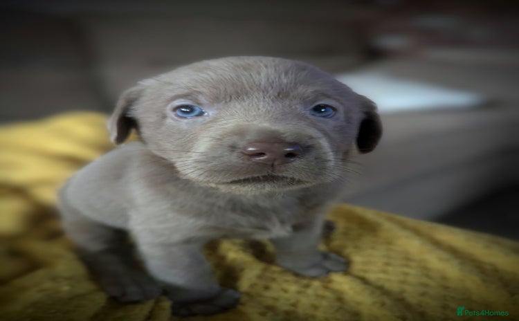 Labrador Retriever dogs - Advert 3