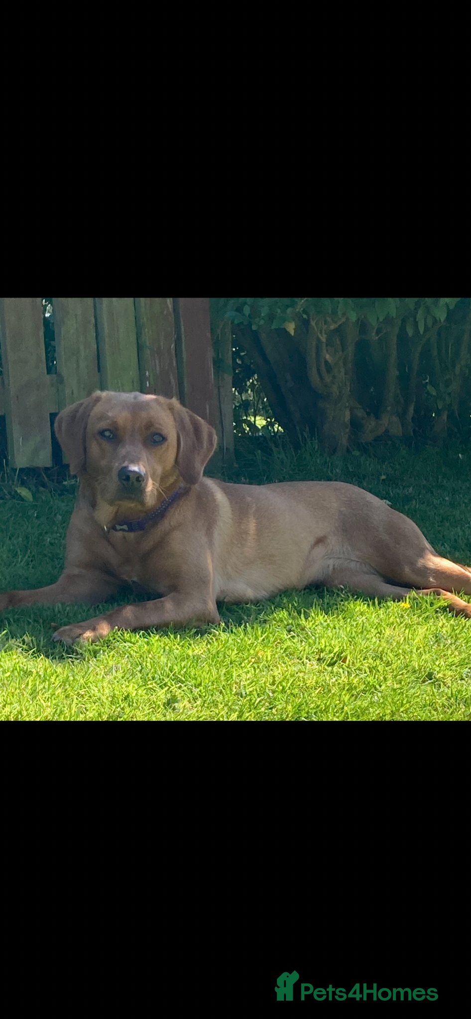 Labrador Retriever dogs for sale: KC Registered Fox Red Labrador Litter in Ayr - Advert 6
