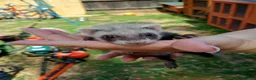 Ferret rodents for sale: Ferret hob kits in Hereford - Advert 10