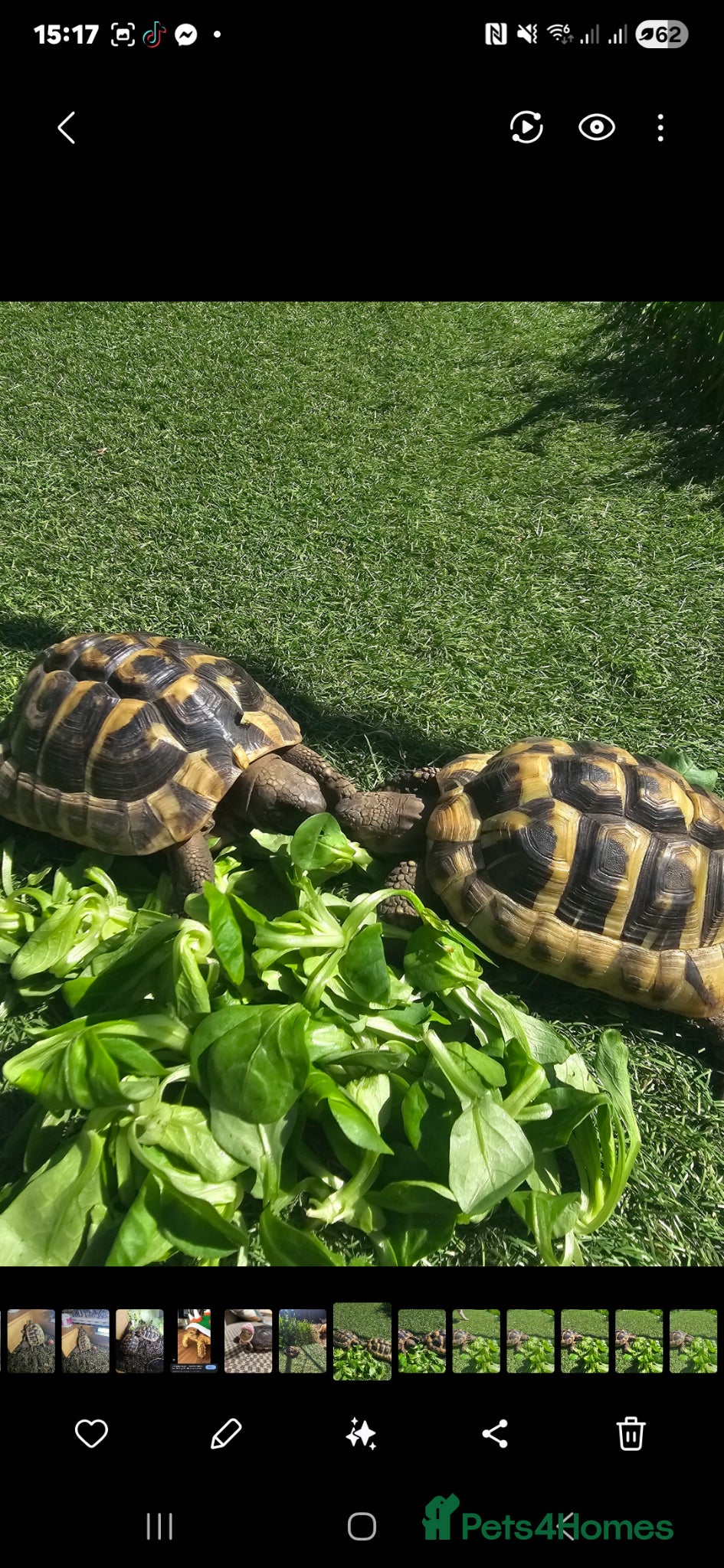 Hermann Tortoise reptiles 2 Hermann's Tortoises - Advert 1