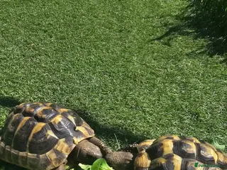 Hermann Tortoise reptiles 2 Hermann's Tortoises - Advert 1