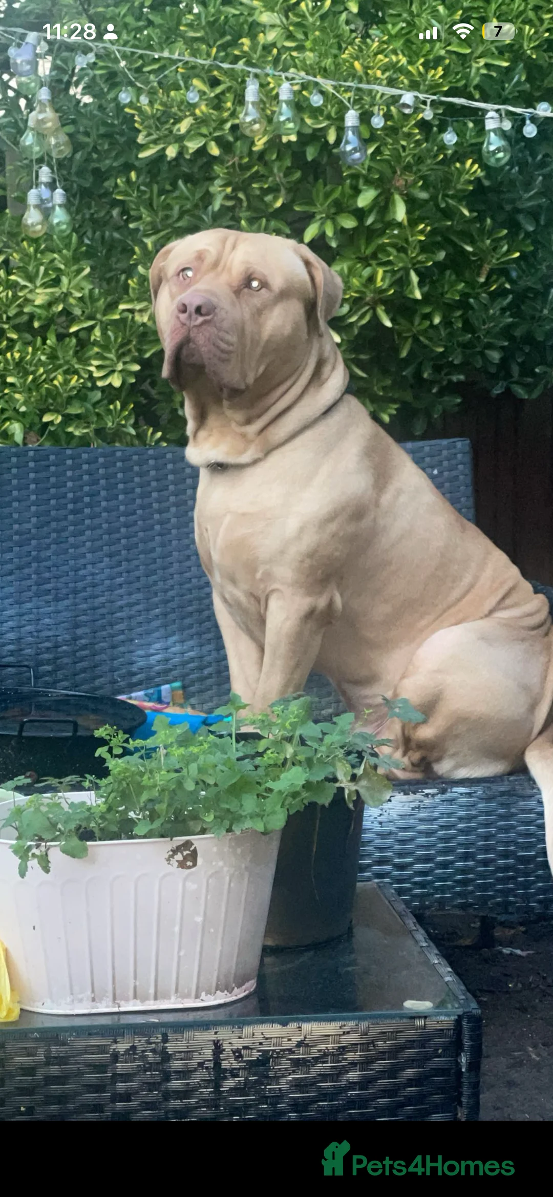 Mixed Breed dogs for sale: Green eyed boy mastiff  in Redhill - Advert 3