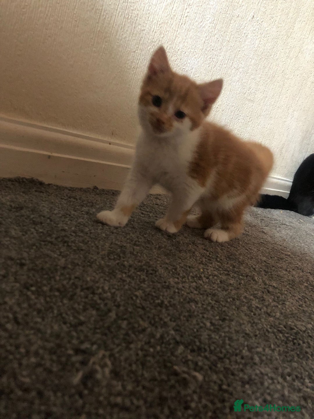 Mixed Breed cats for sale: Ginger and white boy - Image 1
