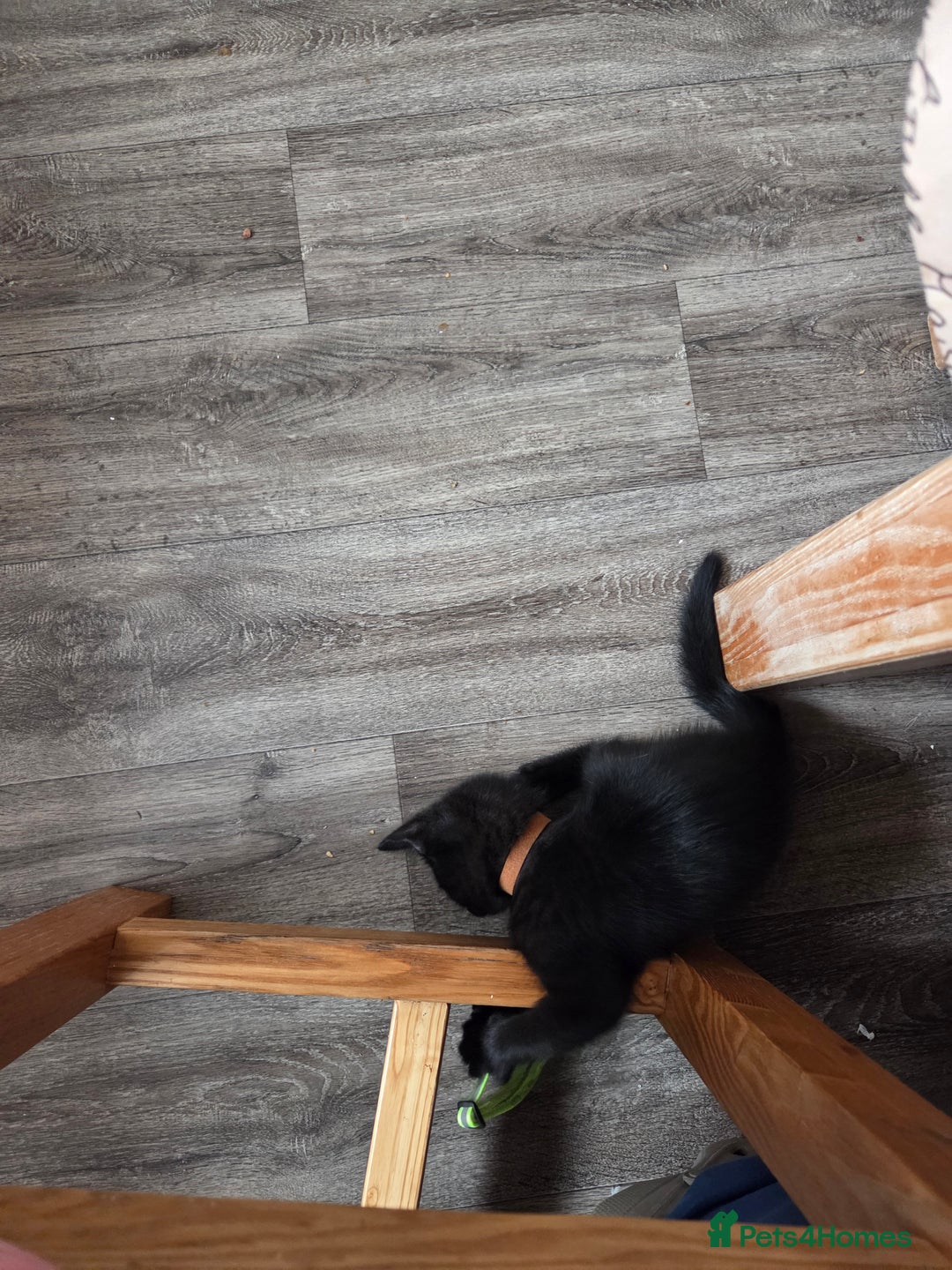 Mixed Breed cats for sale: 6 beautiful kittens for sale - Image 17