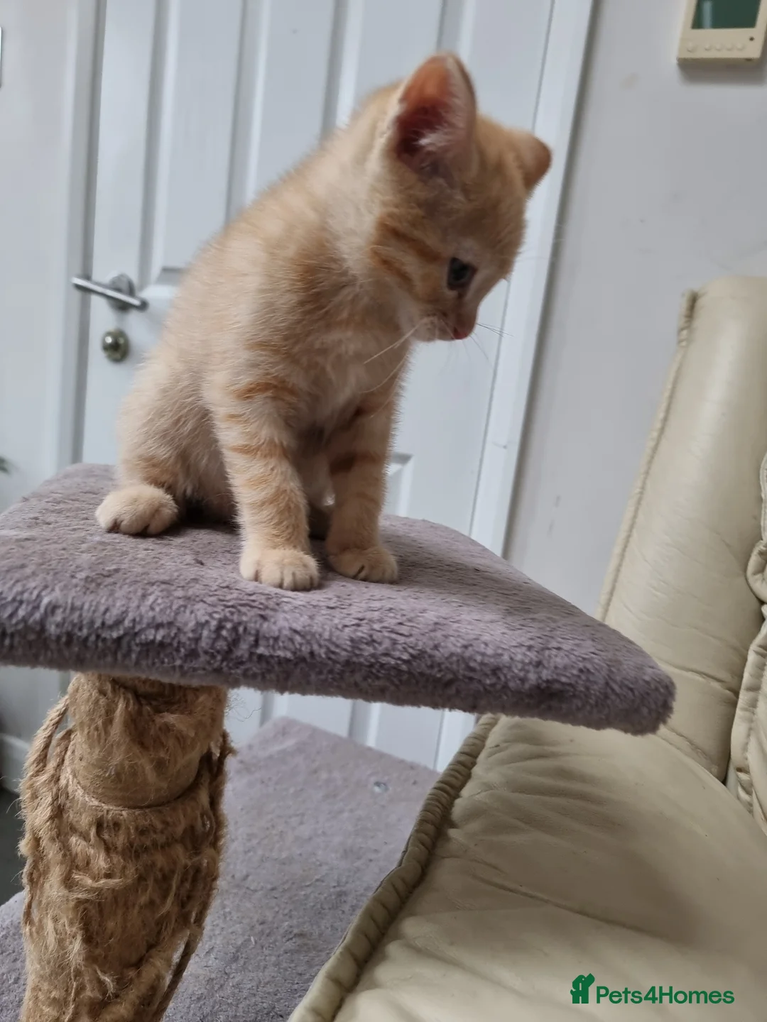 Mixed Breed cats for sale: Rare Ginger female kitten - Advert 2