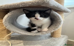 Mixed Breed cats for sale: 3 adorable female kittens  - Image 8