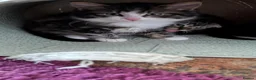 Scottish Fold cats for sale: 3 handsome Scottish fold kittens  - Advert 4