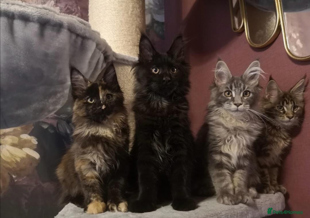 Maine Coon cats for sale: Tica, Health Checked Maine Coon kittens - Advert 1
