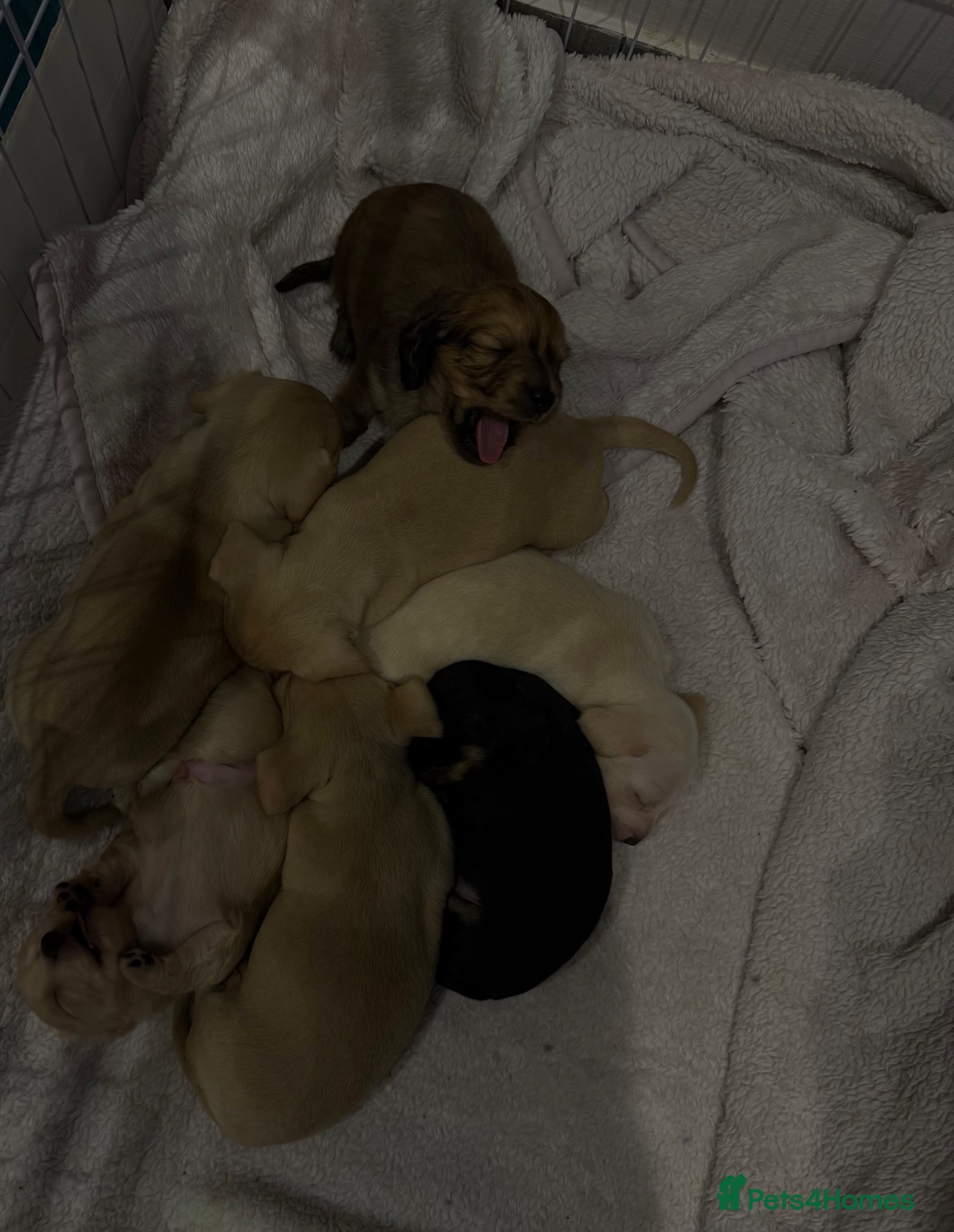 Miniature Dachshund dogs KC registered Miniature Dachshund Long & smooth  - Advert 2