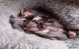Sphynx cats for sale: 2 male & 4 female canadian sphynx looking for home - Image 13