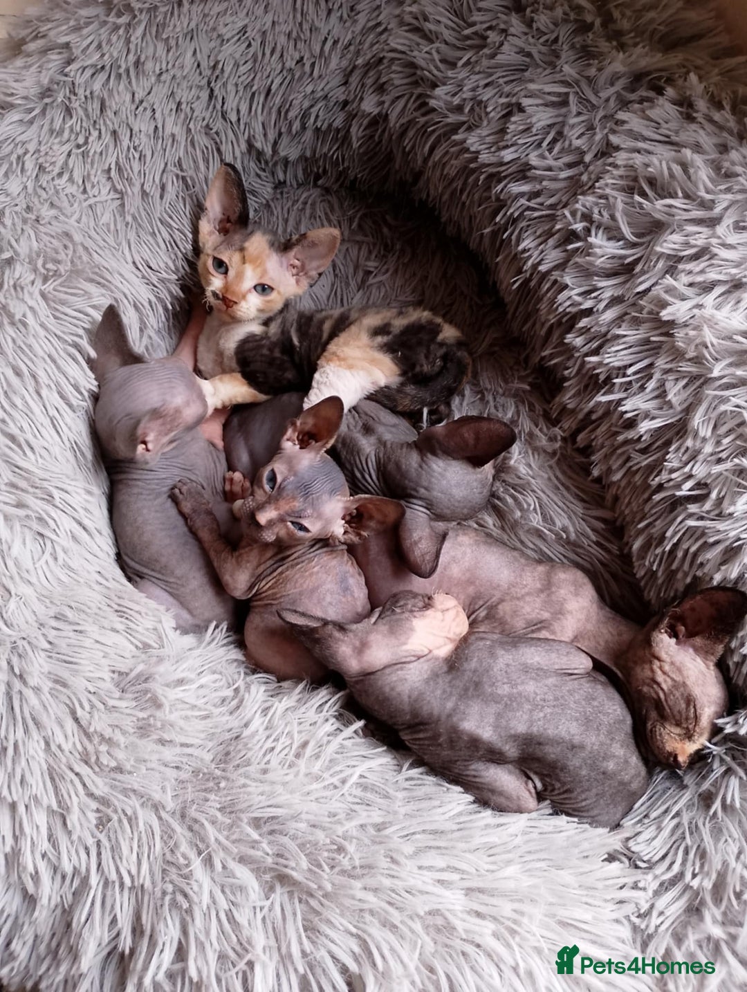 Sphynx cats for sale: 2 male & 4 female canadian sphynx looking for home - Image 13