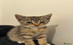 Mixed Breed cats for sale: Beautiful 9 WK Kitten Looking for a Loving Home  - Image 2