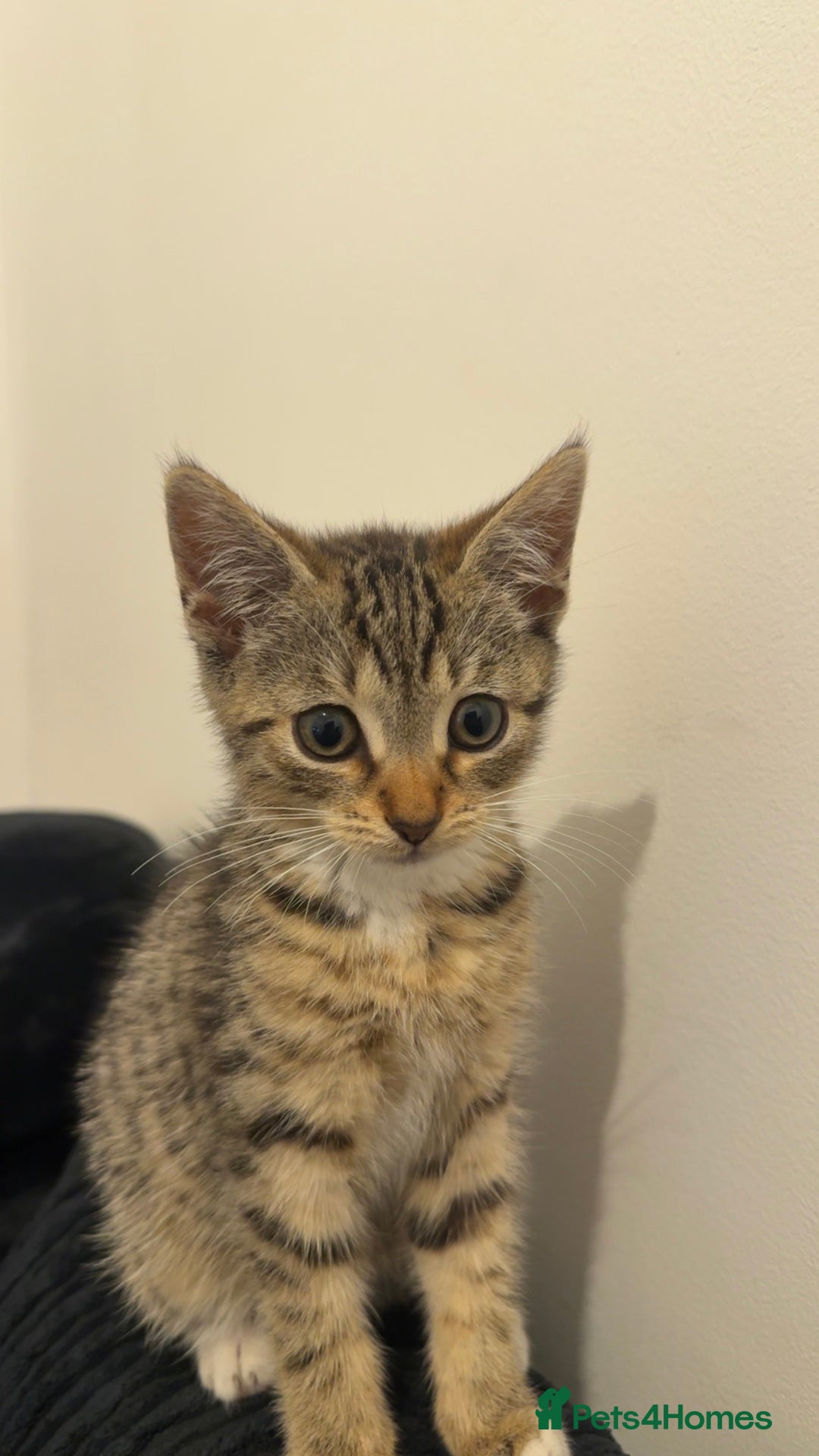 Mixed Breed cats for sale: Beautiful 9 WK Kitten Looking for a Loving Home  - Image 2