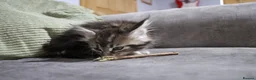 Maine Coon cats for sale: beautiful Maine coon kittens (2 poly) - Advert 12