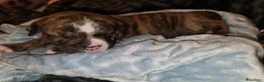 Brindle patch available 