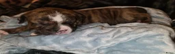 Mixed Breed dogs for sale: American bull staffy pups - Advert 18