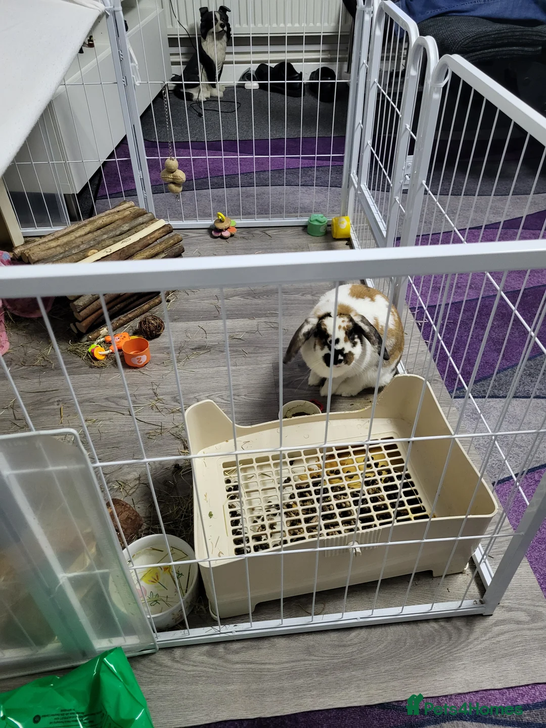 Mini Lop rabbits for sale: Mini lop rabbit  in Cheadle - Advert 5
