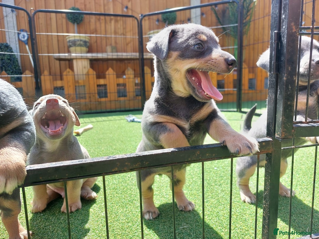 Jack Russell dogs for sale: Lilac/Blue Jack Russell puppies  in Hornchurch - Image 33