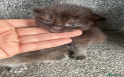 Ragdoll cats for sale: Cross ragdoll and british blue - Image 7
